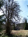 100_0088.JPG